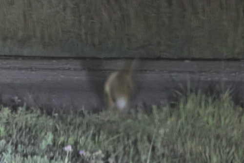 Red Fox