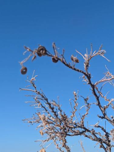 Medicago arborea, photograph 4