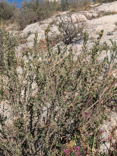 Medicago arborea, photograph 5
