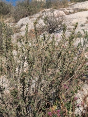 Medicago arborea, photograph author not stated, no rights reserved