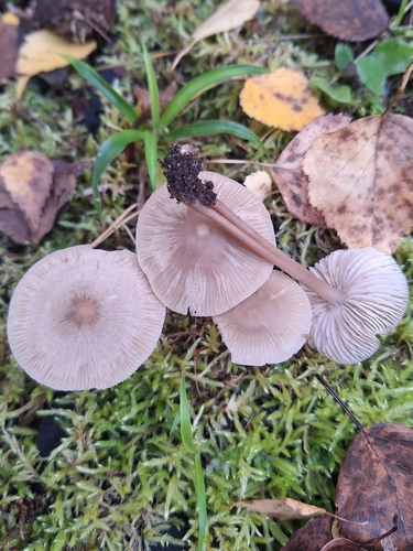 common bonnet
