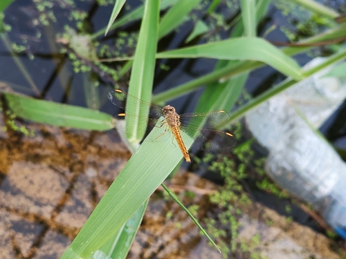 Ditch Jewel