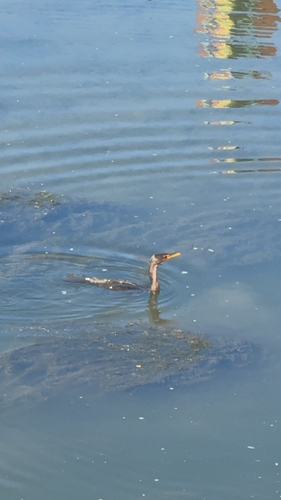 Double-crested Cormorant
