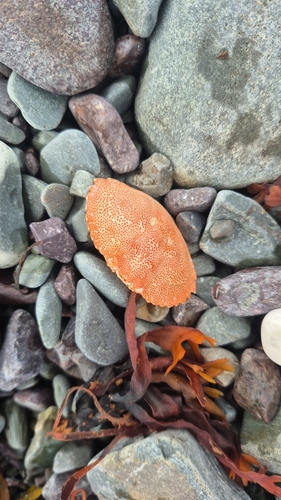 Atlantic Rock Crab