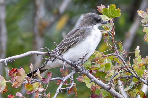 Eastern Kingbird
