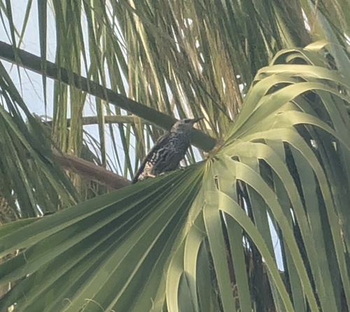 European Starling