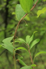 Polygonatum odoratum