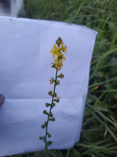 common agrimony