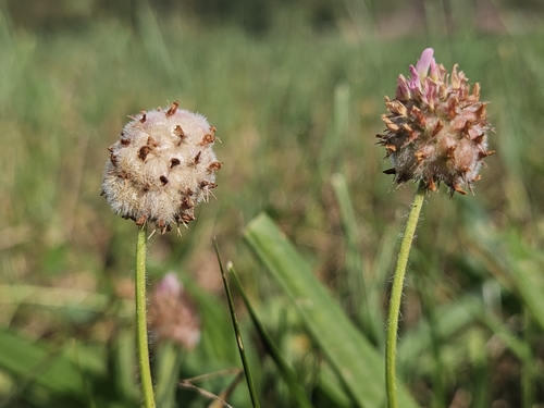 Strawberry clover
