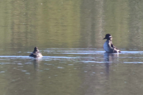 Bufflehead