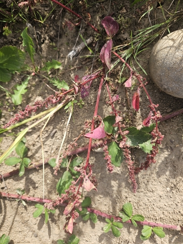 Many-seeded Goosefoot
