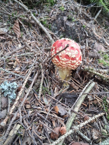 Fly Agaric