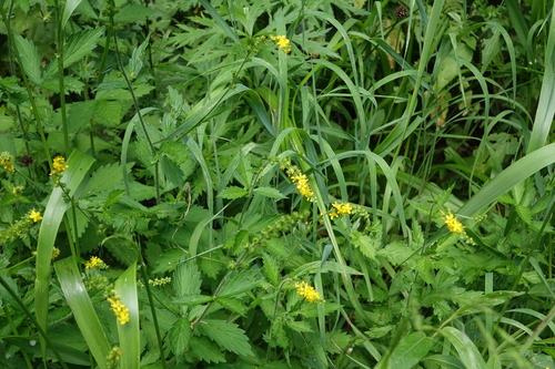 Agrimonia pilosa, photograph 2
