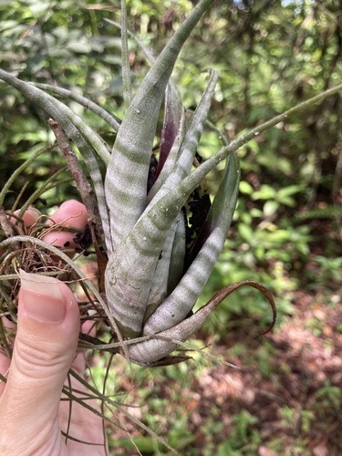 Tillandsia flexuosa, photograph 1