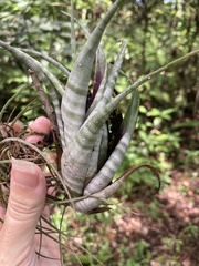 Tillandsia flexuosa, photograph author not stated, no rights reserved