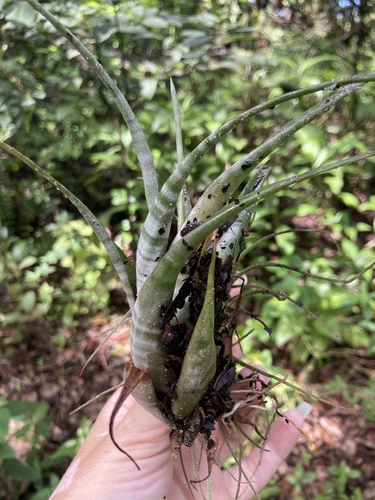 Tillandsia flexuosa, photograph 2