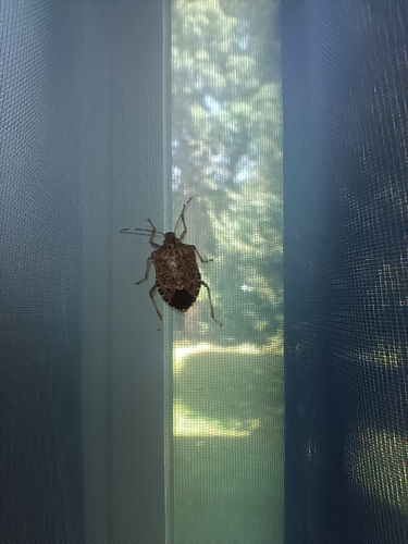 Brown Marmorated Stink Bug
