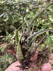 Tillandsia flexuosa, photograph author not stated, no rights reserved