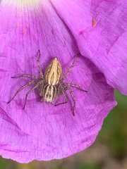 Oxyopes lineatus