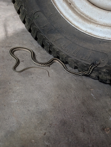 Eastern Garter Snake