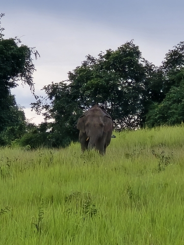 Asian Elephant