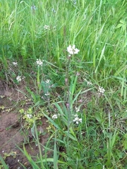 Capsella bursa-pastoris
