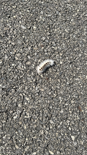 Hickory Tussock Moth