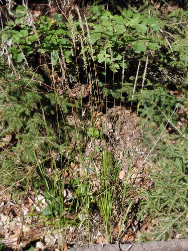 reed canary grass