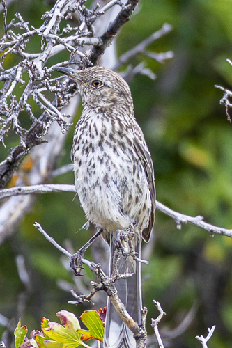 Sage Thrasher