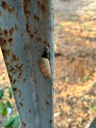 Decollate Snail