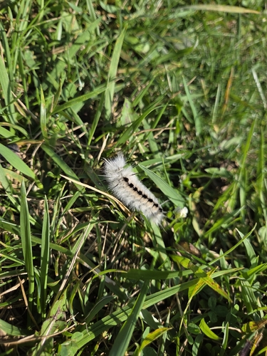 Hickory Tussock Moth