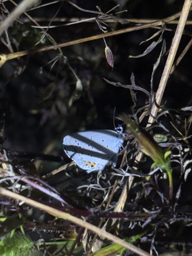 Short-tailed Blue