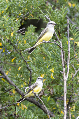 Western Kingbird