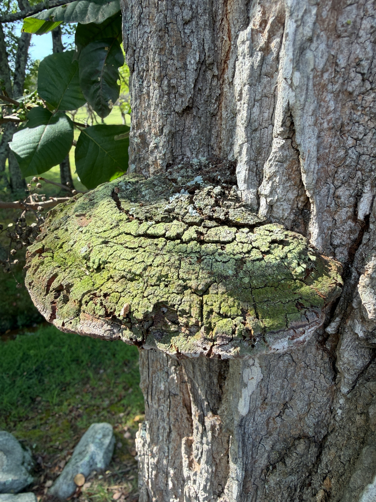 Cracked Cap Polypore · September 2026 · photo: Photo: (c) Brian Gratwicke, some rights reserved (CC BY) · iNaturalist