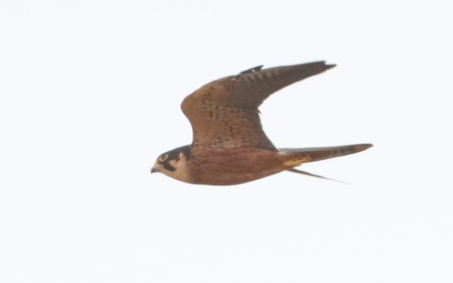 African Hobby