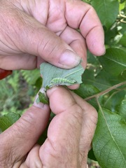 Orthosia gothica