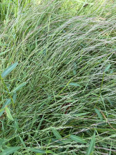 Muhlenbergia schreberi, photograph 2