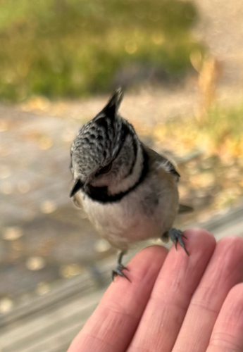Crested Tit