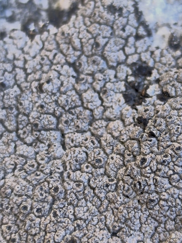 Crater Lichen