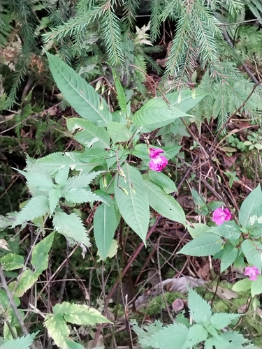 Himalayan balsam