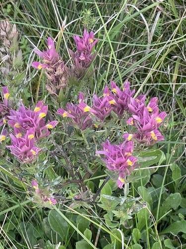 Field Cow-wheat
