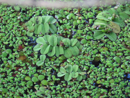 floating fern