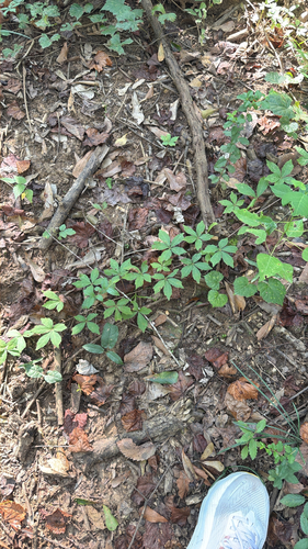 Virginia creeper