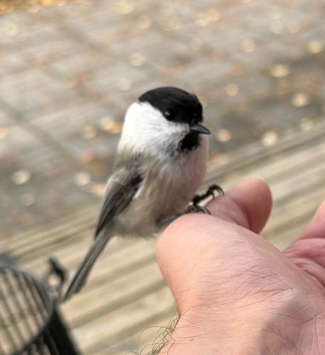 Willow Tit