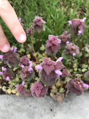 Lamium purpureum purpureum