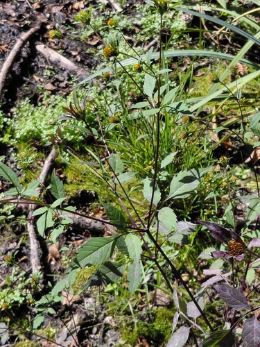 Devil's Beggarticks