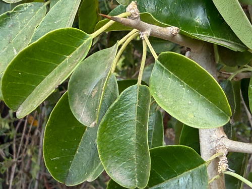 African osage-orange