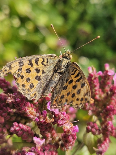 Queen of Spain Fritillary