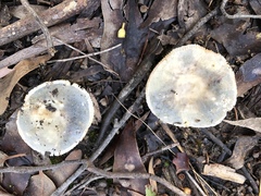 Russula viridis