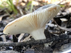 Russula viridis